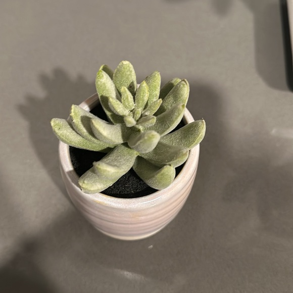 Threshold Tabletop Arrangement - Picture 2 of 4